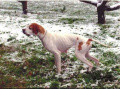 Pedigree DADA DELLA RIVAZZA Pedigree DADA DELLA RIVAZZA